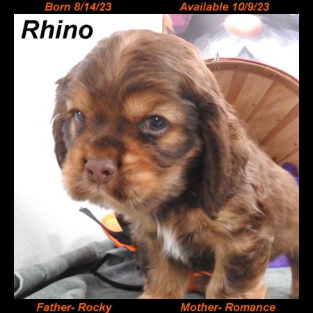 puppy, for, sale, Cocker Spaniel, Joe & Cherri  Overlease, dog, breeder, Miller, MO, dog-breeder, puppy-for-sale, forsale, nearby, find, puppyfind, locator, puppylocator, aca